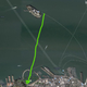 Illustration for article titled Swimming From Alcatraz to Shore With a GoPro on My Head
